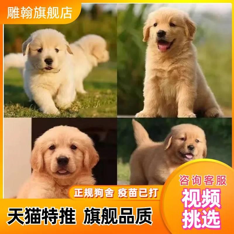 纯种金毛幼犬双血统金毛大骨架沙滩金家养小金毛犬中大型犬宠物狗