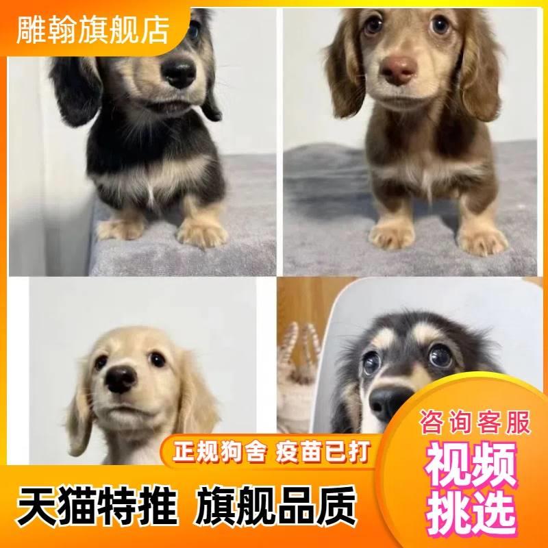 腊肠犬幼犬双血统宠物狗小狗活体小型犬纯种腊肠狗短毛猎犬猪獾犬