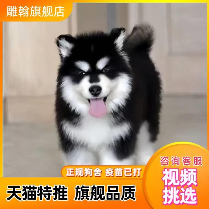 纯种阿拉斯加幼犬巨型雪橇犬熊版双血统家养灰桃阿拉斯加犬宠物狗