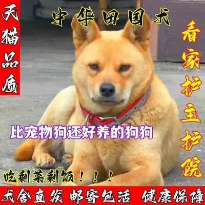 现货中华田园犬广西土猎犬虎斑犬幼犬狗崽狗狗活体黄色土狗活体混