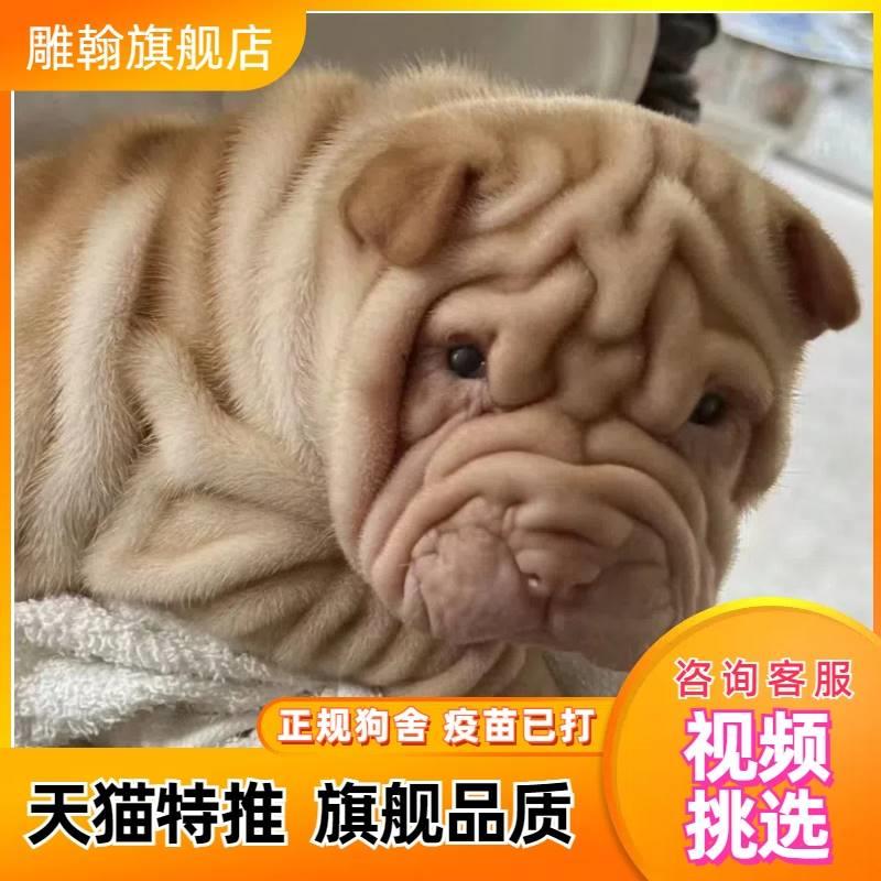 纯种沙皮犬幼犬憨厚褶皮老虎狗短毛犬活体短腿老虎嘴家养宠物狗狗