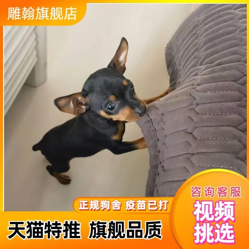 纯种铁公金小鹿犬幼犬小型犬宠物狗狗活体鹿娃犬长不大小鹿狗小体