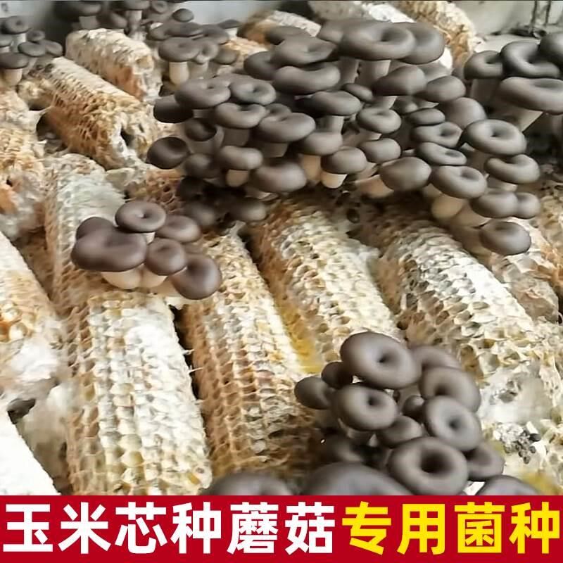 玉米芯棒种植平菇k猴头菇菌种菌包养殖凤尾菇菌棒蘑菇种植包可食