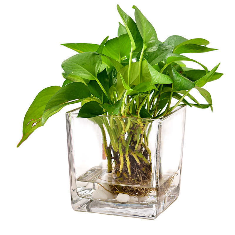 热销大号玻璃花盆水n培容器透明创意个性绿萝植物多功能水养花瓶