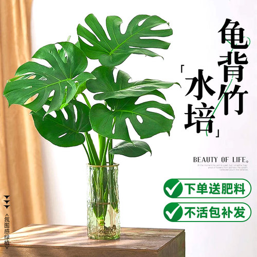 速发龟背竹水培植物室内客厅净季常青观叶绿植物老四大叶好养桩化