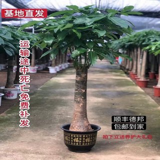 发财树辫子大棵植物客厅盆栽大型绿植室内办公室开业招财净化空气