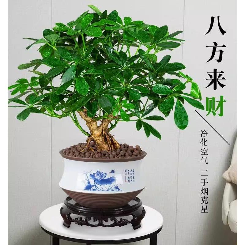 发财树鸭脚木四季常青吸甲醛室内