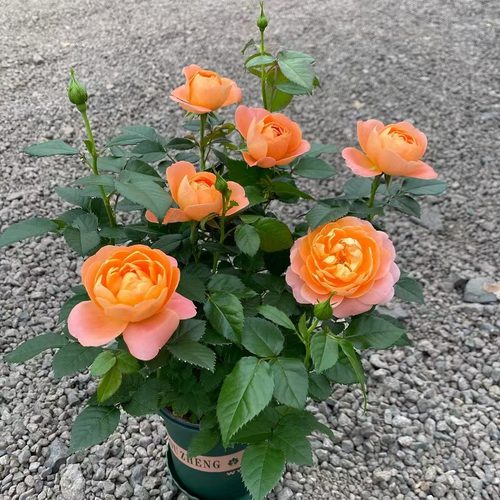 净化空气室内月季美化环境四季