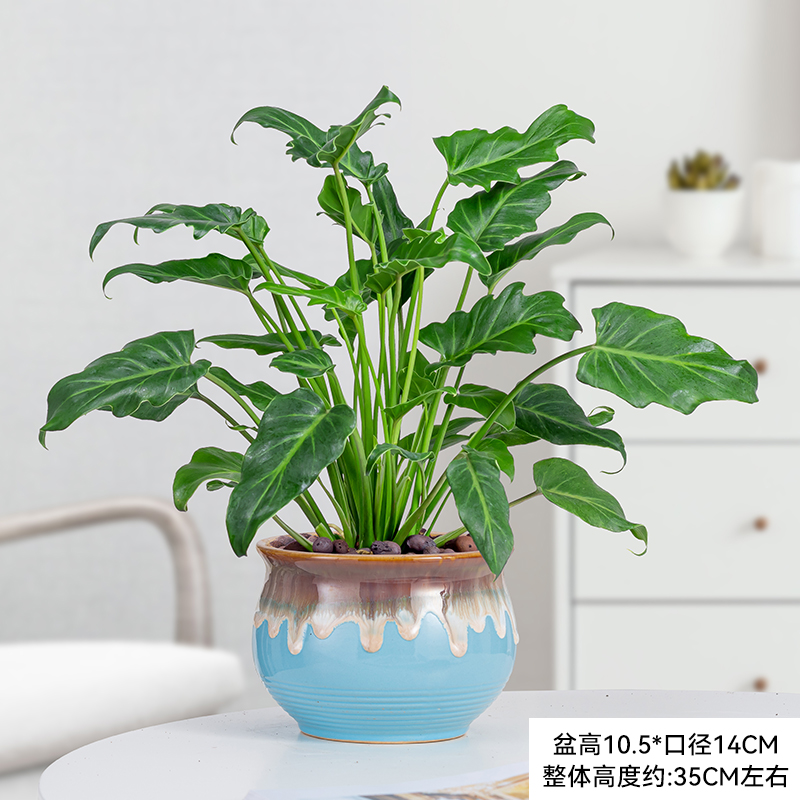 小天使盆栽仙羽蔓绿绒植物室内外客厅好养活春羽绿植耐阴四季常青