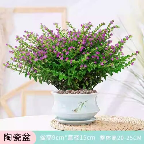 四季开花阳台花兴卉四季满天星