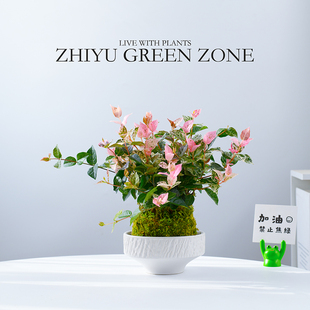 水培植物花叶络石苔藓球桌面水养盆景室内好养造型爬藤吊兰绿植