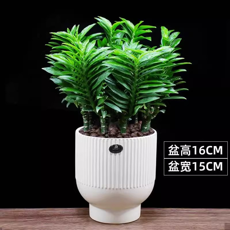 四季常青玉蜻蜓春季净化空气室内