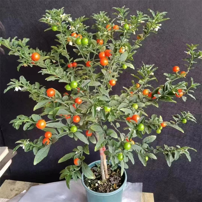 多年生珊瑚豆室内外盆栽净化空气