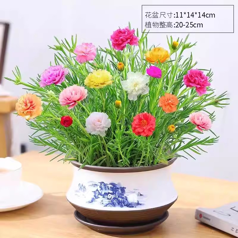 重瓣带花苞太阳花阳台植物花兴卉