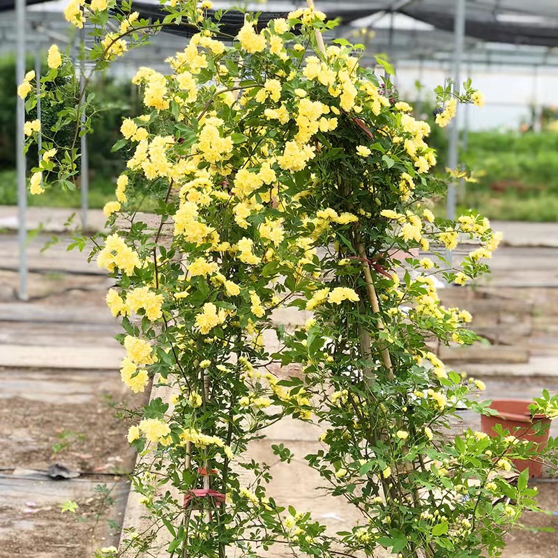 黄木香花兴卉浓香型美观优雅耐寒
