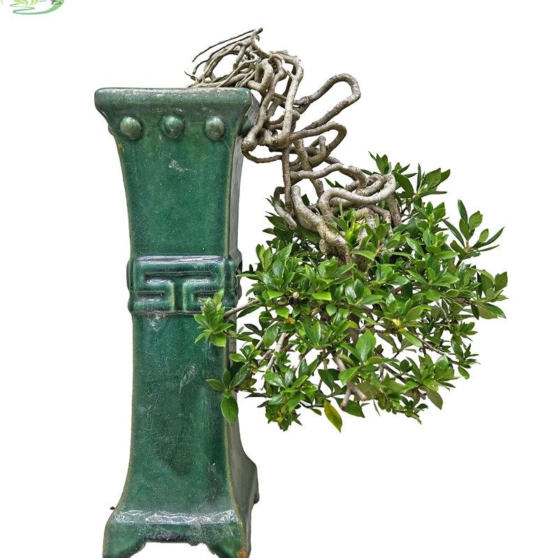 极速栀子盆景悬崖临水根艺造型精K品四季常青开花结果