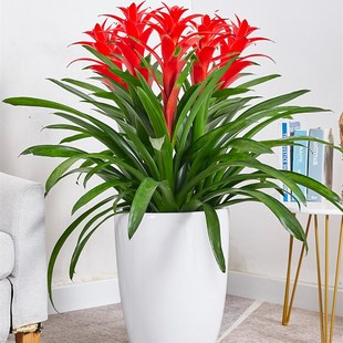 极速红运当头大盆景真花客厅室内C大型绿植电视柜旁家养花卉植物