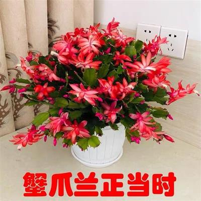 极速认准抖音红色蟹爪兰盆v栽带花苞花卉植物室内绿植好养活四季