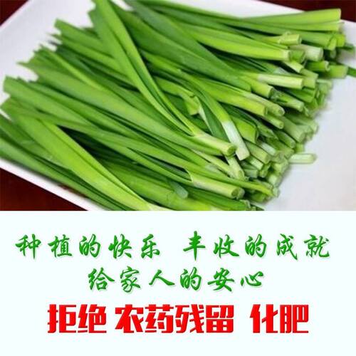 极速新韭菜根现挖紫根小宽叶韮菜苗阳台I四季盆栽苗种菜本地细叶