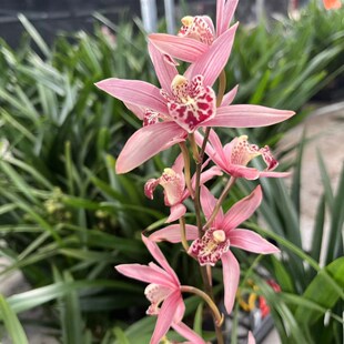 极速台北仙子浓香粉红大花带花B苞花开两季客厅阳台兰花绿植盆栽