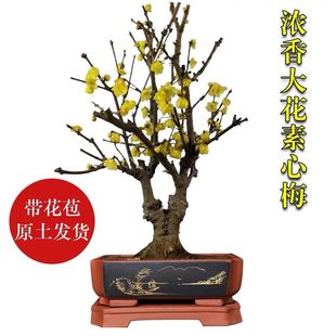 极速冬季不怕冻的花浓香型腊w梅耐寒植物盆景盆栽带花苞花树冬季
