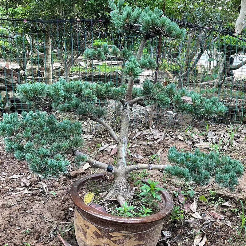 极速五针松黑松盆景树桩矮霸造型盆景实物 老P桩短针大板松罗汉松