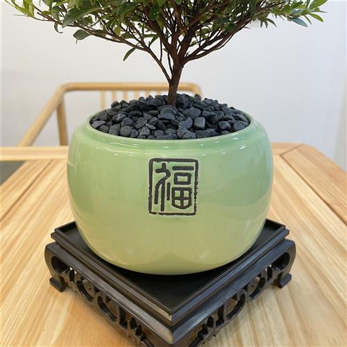 极速认准抖音【约惠心选】小叶赤楠室内盆栽办公U室好养绿植四