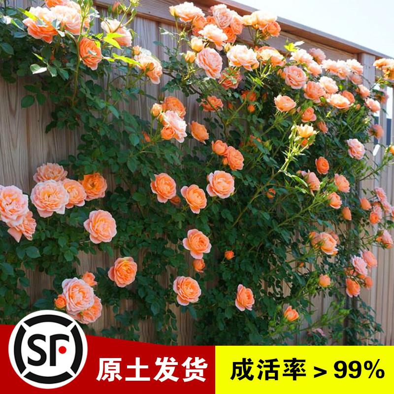 极速蔷薇花苗藤本月季特大花树爬藤植物阳K台爬墙花卉玫瑰盆栽四