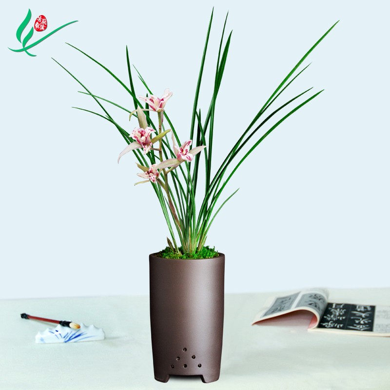 极速新品兰花春剑桃园三结义浓香花卉G盆F景栽土兰带草绿植物花苞