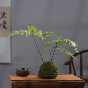极速新品新品一叶f红麟紫萁蕨类苔藓球小盆景P办公室内客厅茶桌空