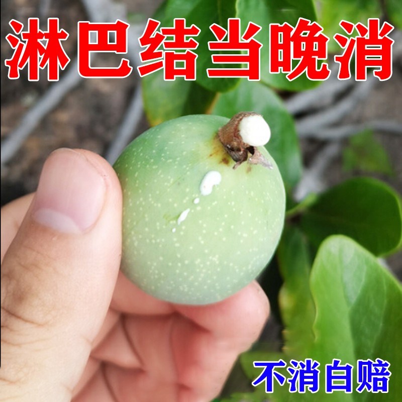 极速淋巴结肿大散结贴q膏【软坚散结】专消颈部腋下淋巴结节肿大