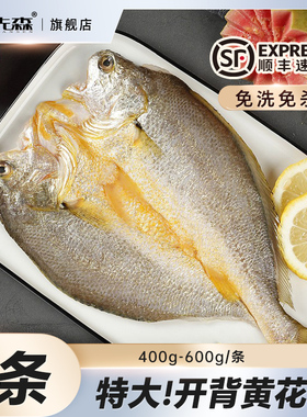 【吉杰年货节预售】贝先森东海大黄鱼黄花鱼新鲜冰冻400-600g3条