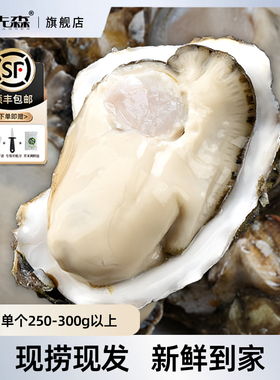 【曹颖预售】生蚝鲜活5XL4斤净重整箱5斤毛重新鲜