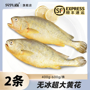 【百补】大黄鱼黄花鱼新鲜鲜活冷冻生鲜400-600g*2条