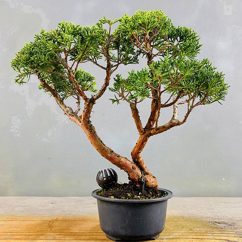 极速济州真柏微型小品盆景盆栽 松柏观叶 基地出品U绿植摆件一物