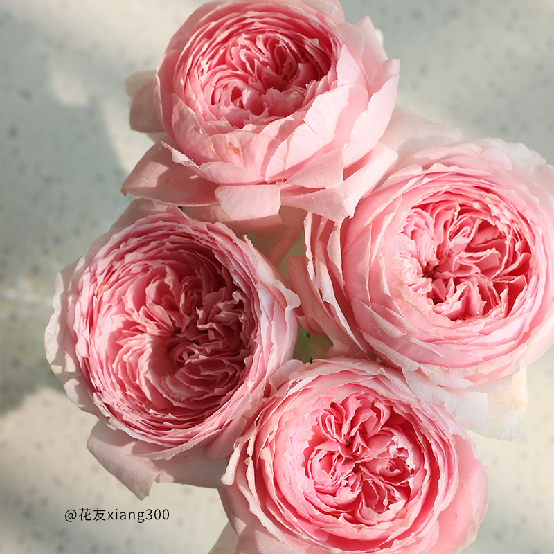 极速玉环鸣 自育月u季玫瑰 大花浓香耐热灌木月季