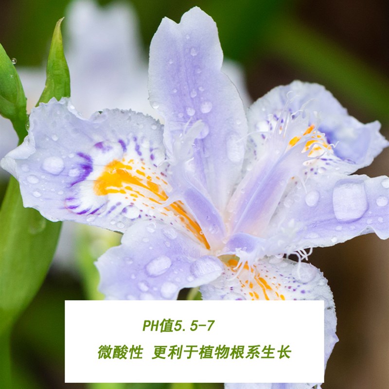 极速兰灵王兰菌灵益兰菌兰花专用C营养液肥料生根催花君子蝴蝶石
