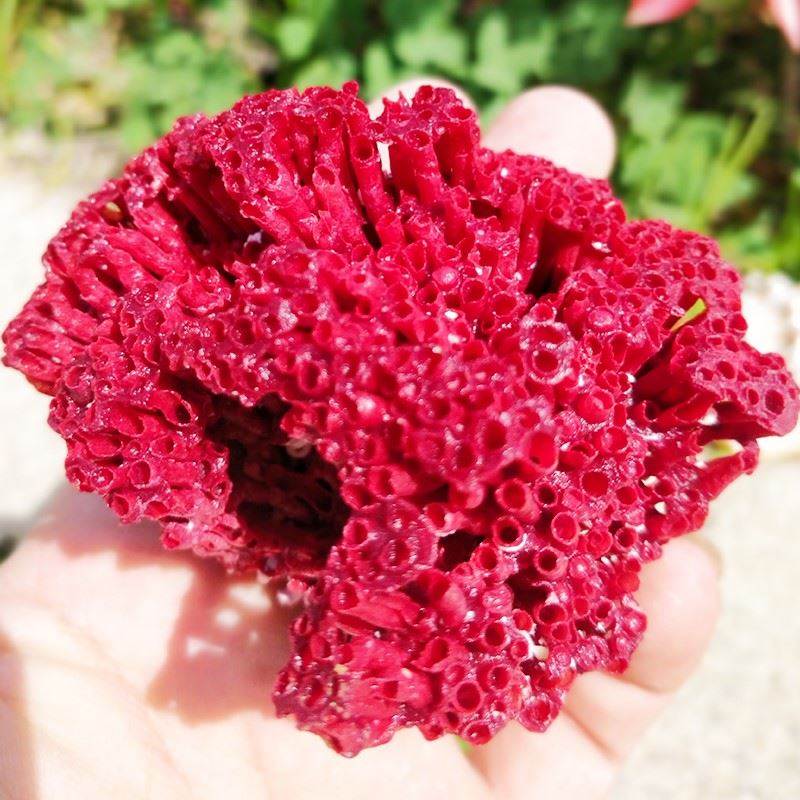 速发超大珊瑚骨造景海缸海底真珊瑚摆件天然海珊瑚石化石礁石大块图片