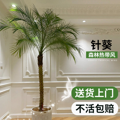 新品针葵树e盆栽大型绿植物办公室内客厅椰子棕榈好养网红轻奢落