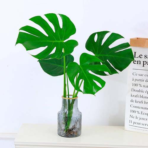 极速水培植物龟背芋盆栽室内桌y面易活净化空气办公室绿植水培植