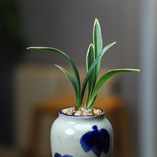 热销矮种建兰青花盆掌中宝陶瓷绿植四季金边兰花盆U冰裂透气桌面