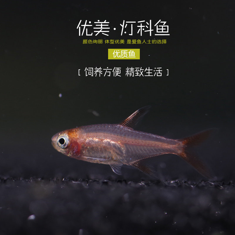 热销玻璃拉拉10条红鼻剪刀金光迷你灯喷K火灯银针红灯管小型灯科