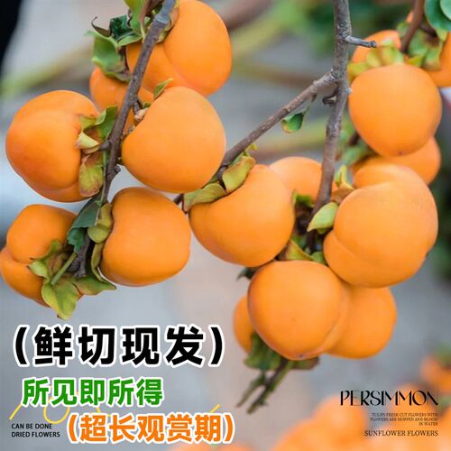 现货柿子鲜切枝插花水养小南瓜云南直发橘黄色枝条鲜切花秋意家用