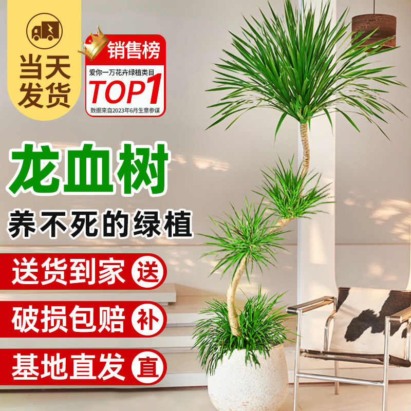 新品龙须a树大型绿植多头龙血树龙铁树发财树室内客厅盆栽花卉植