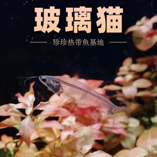 新品玻璃猫d鱼幽灵鱼透明鱼混养观赏鱼小型热带鱼草缸群游鱼活体