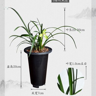 极速浓香老种春兰宋梅 集s圆 大团圆老八矮细叶名贵兰花经典梅瓣