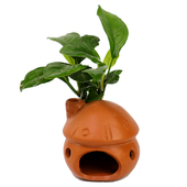 极速鱼缸水草造h景莫斯水榕陶罐摆件全套懒人真植物装 饰鱼虾繁殖