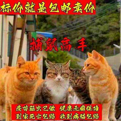 中华田园猫橘猫三花猫狸花猫橘白猫奶牛猫活体猫咪幼猫幼崽捕鼠猫