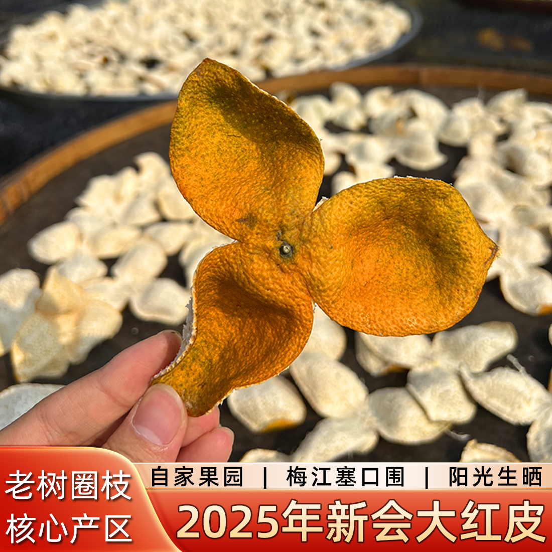 2025年新会梅江圈枝大红皮茶枝柑