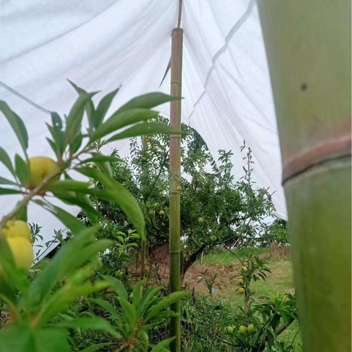 抗老化樱桃李子防雨布加厚蜂糖李油纸透气防水无纺布